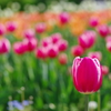 真っ赤なチューリップ