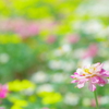 Zinnia