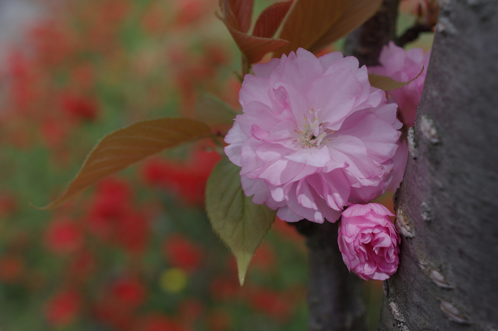 八重桜、ツツジを添えて