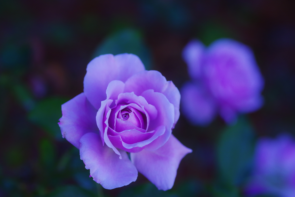 Purple