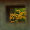 石灯籠に紅葉