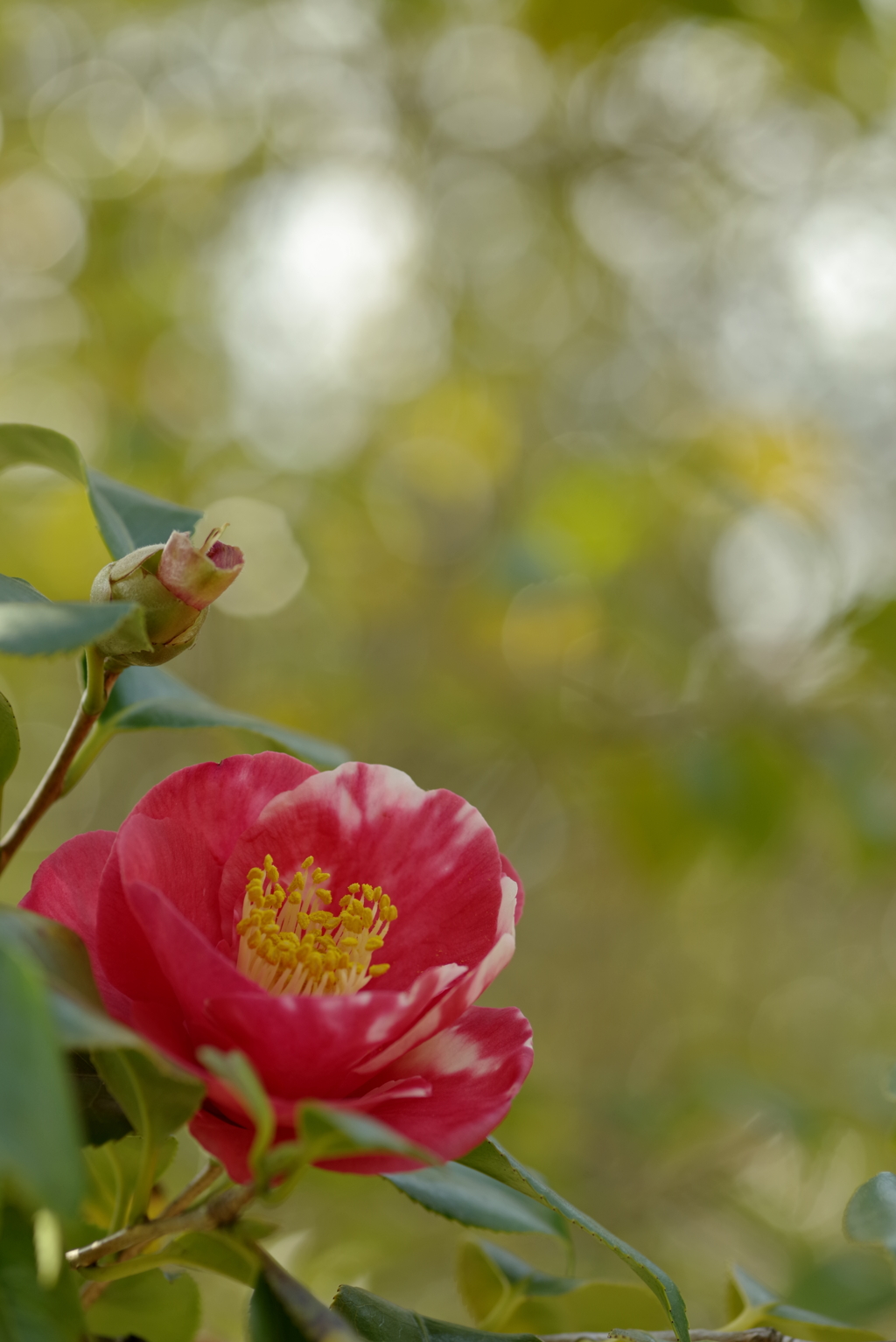 Red Camellia