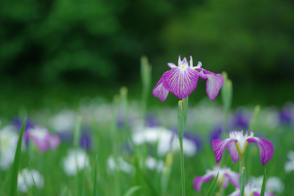 花菖蒲
