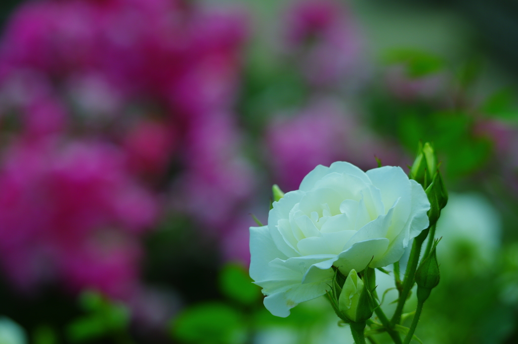 白薔薇