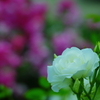 白薔薇