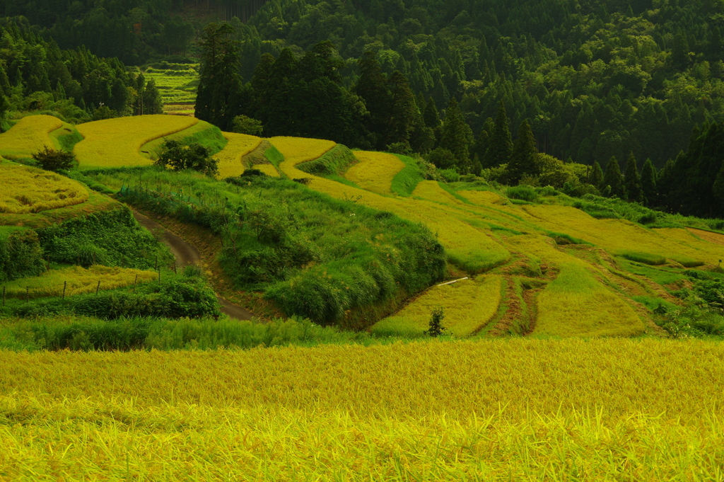 初秋の里山風景 －2