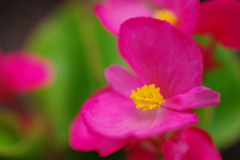 花壇の彩り