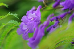 青紫に煙る
