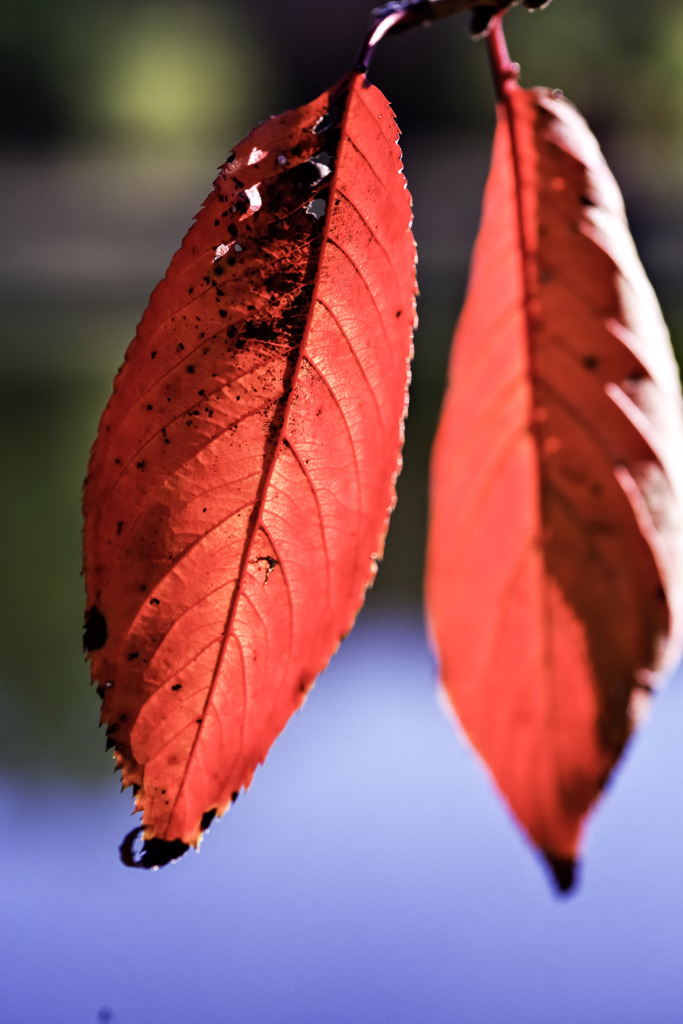 桜葉紅く