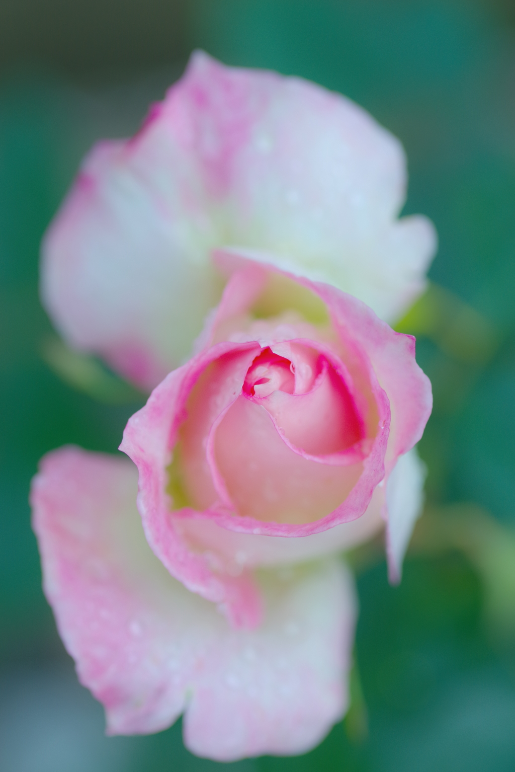 薔薇