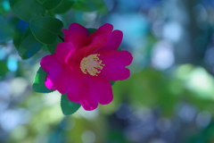 山茶花