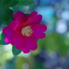 山茶花