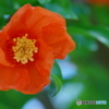 ザクロの花