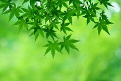 若葉萌える