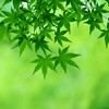 若葉萌える