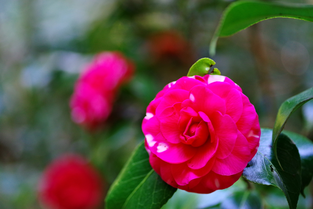 菊冬至