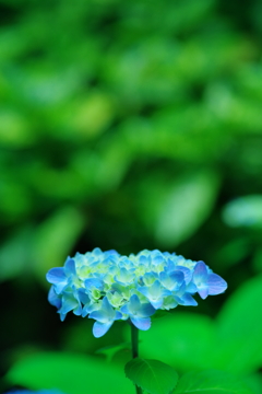 紫陽花