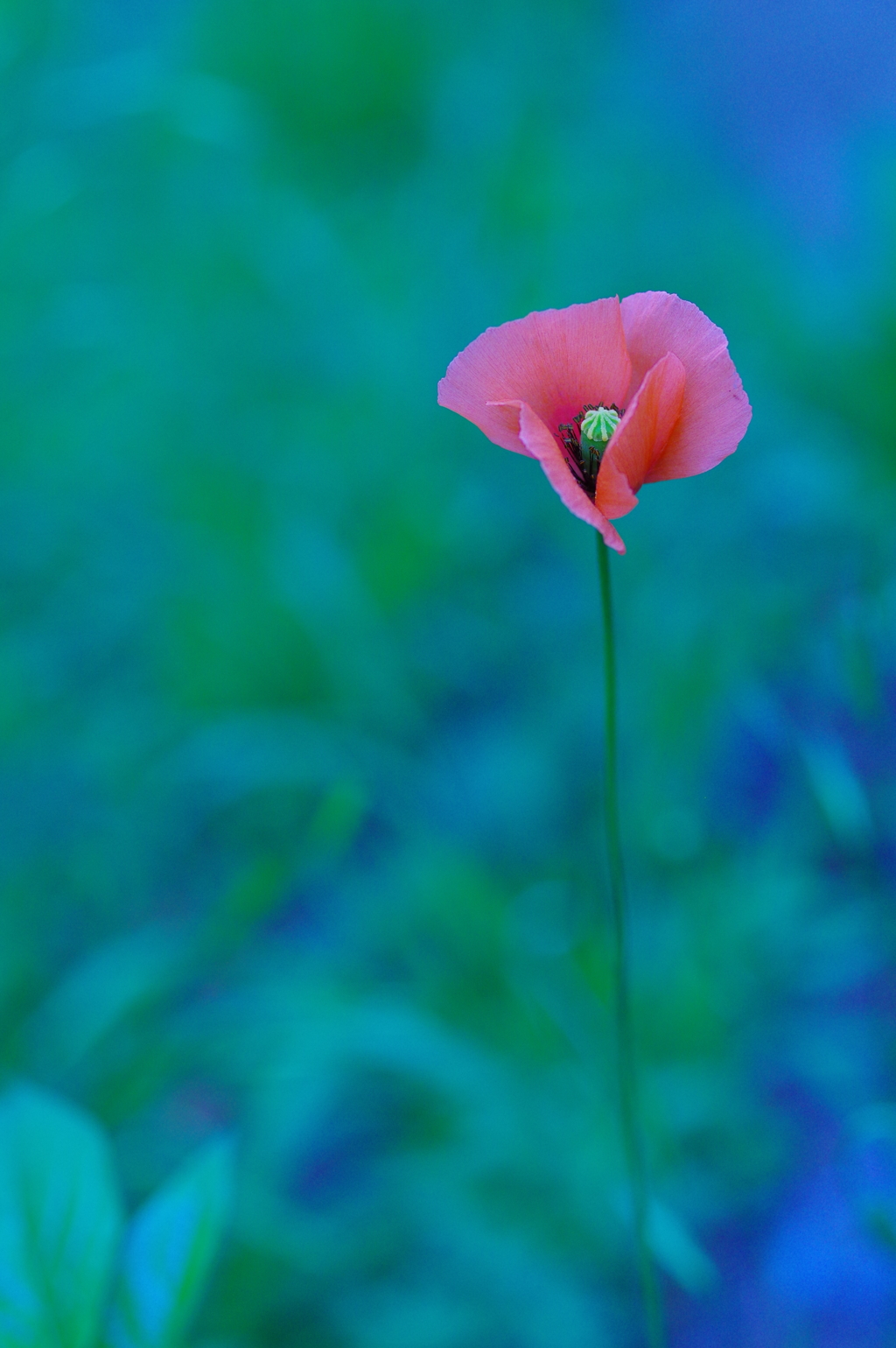 紅一輪