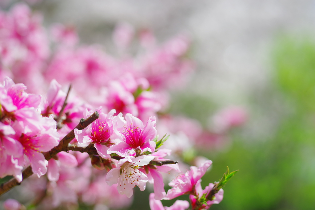 花桃