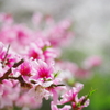 花桃