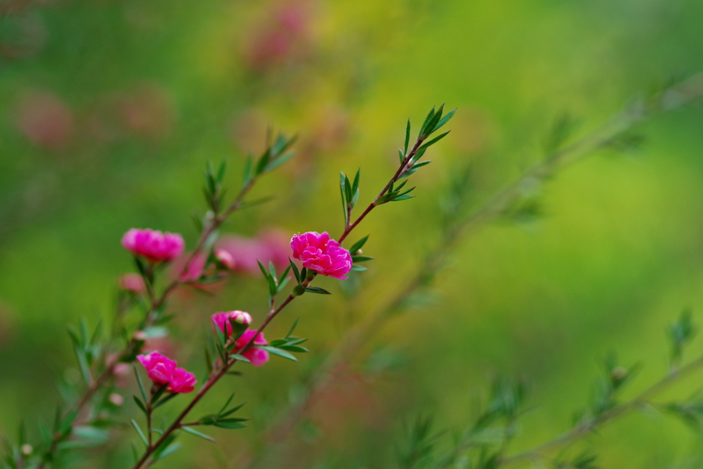 蜜月