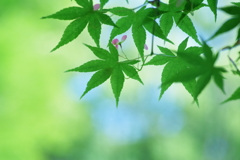 新緑の候