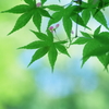 新緑の候