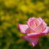 Pink Rose