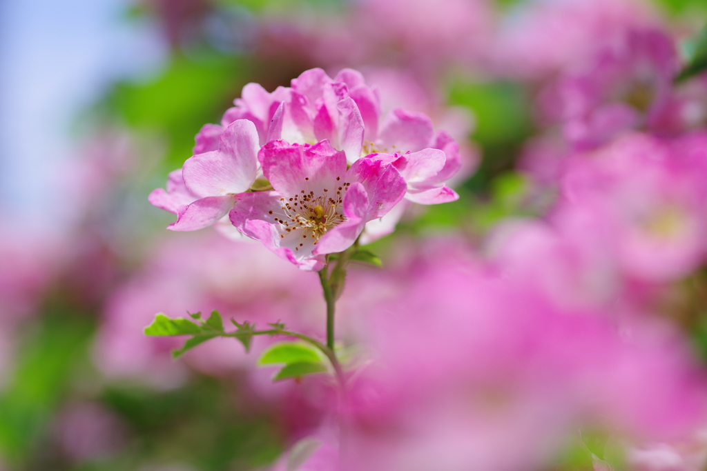 Pink Rose