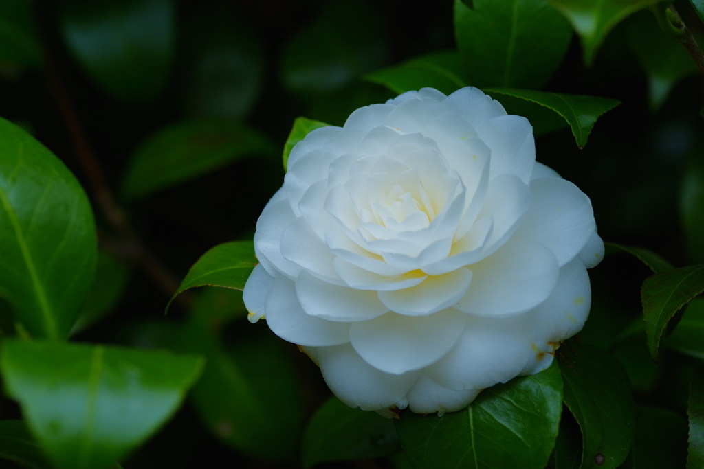 White Camellia