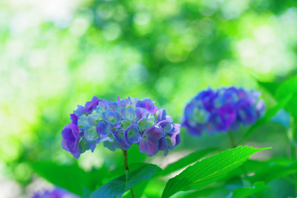 陽光の紫陽花