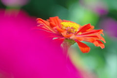 百日草