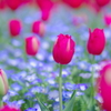 チューリップの季節