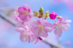 春待ち桜
