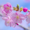 春待ち桜
