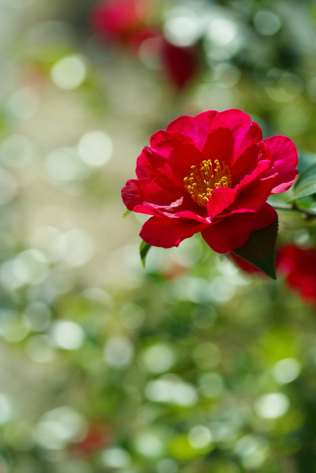 山茶花
