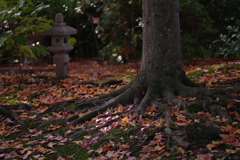 晩秋の佇まい