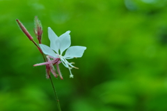 白蝶草