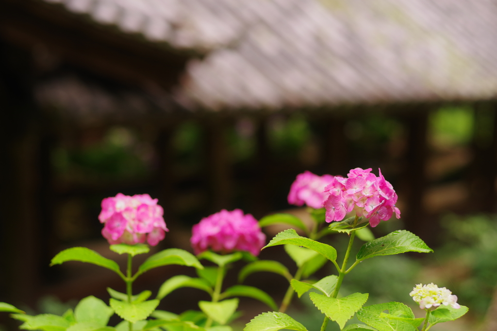 紫陽花と登廊