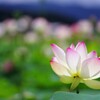 蓮-7