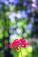 木陰の秋景色