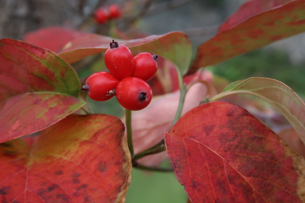 ハナミズキ紅葉