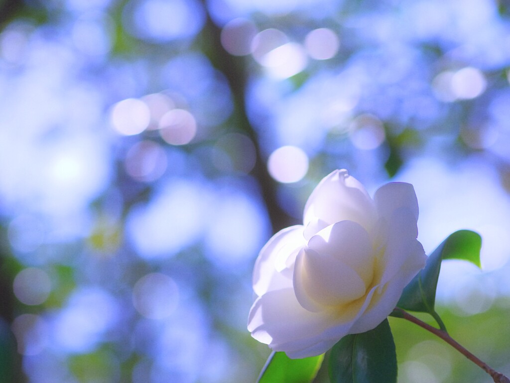 椿