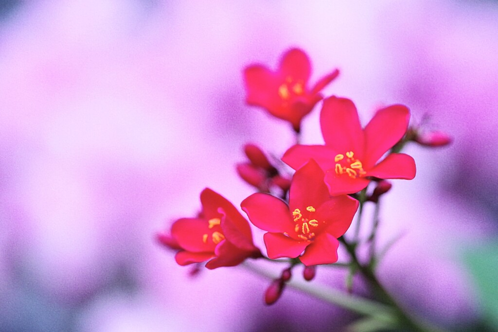 提琴桜
