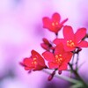 提琴桜