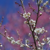 今年も春が
