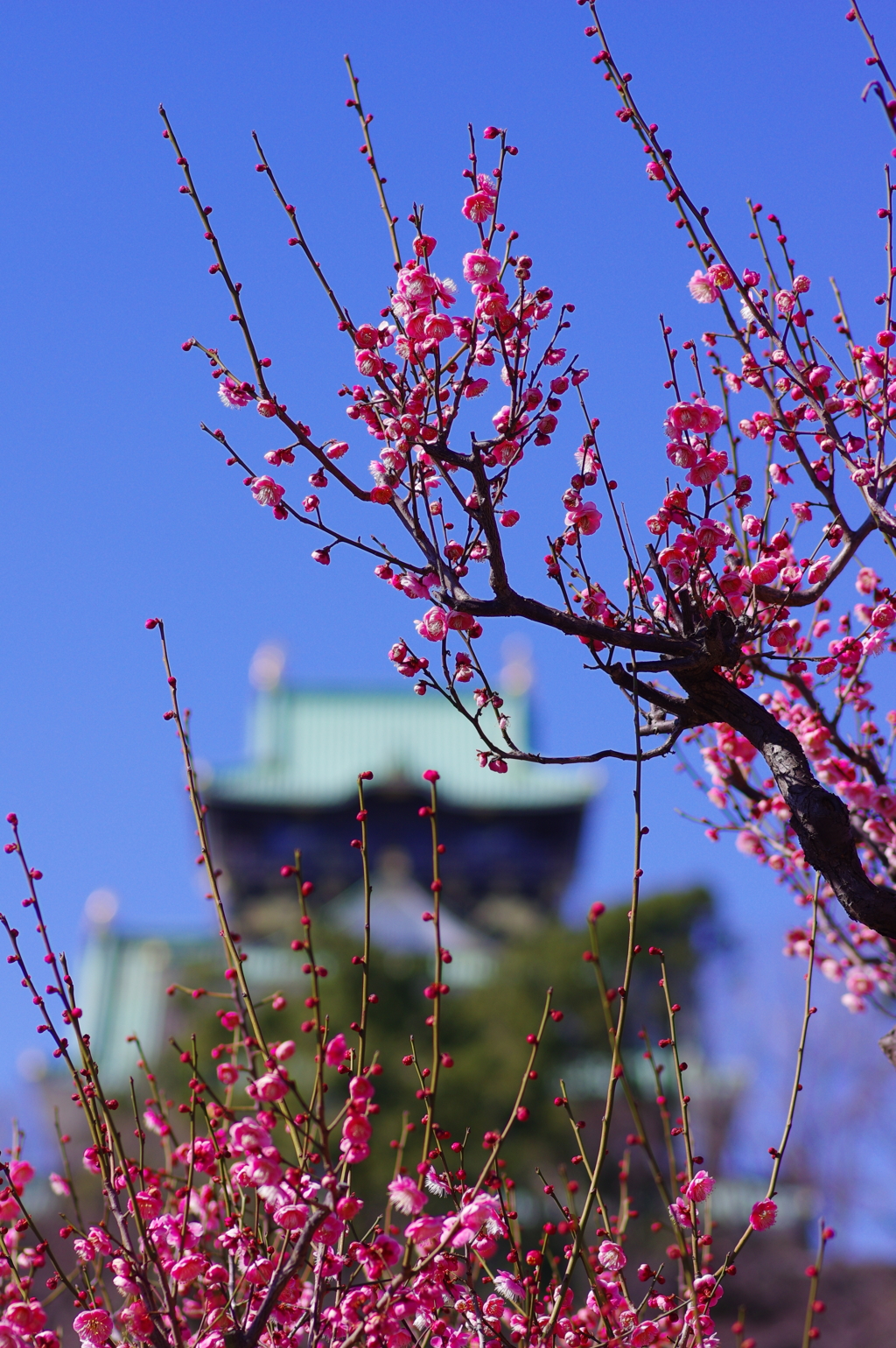 青空と紅梅