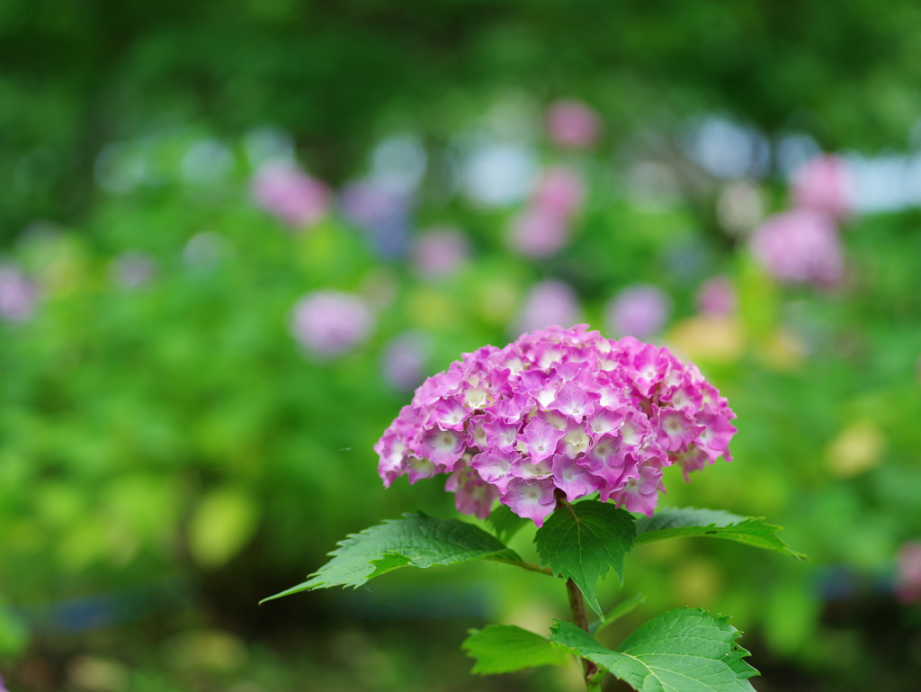 Pale Pink