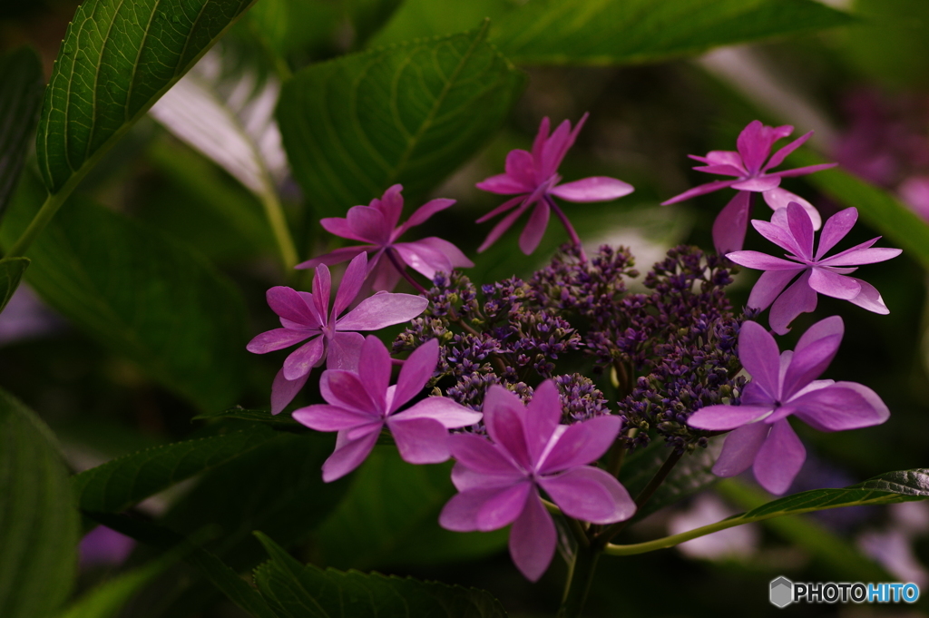 紫陽花Ⅸ