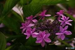 紫陽花Ⅸ